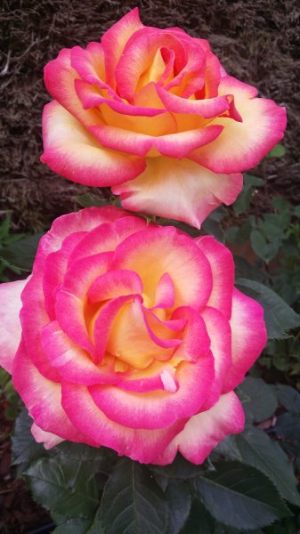 Rose de mon jardin. Muriel Godet